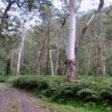 a forest